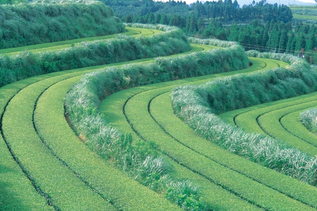 鹿児島県知覧の茶畑イメージ