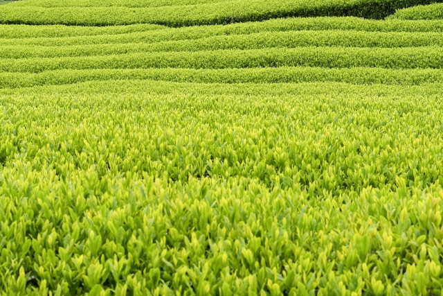 静岡県川根の茶畑イメージ