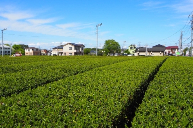 埼玉県狭山の茶畑イメージ