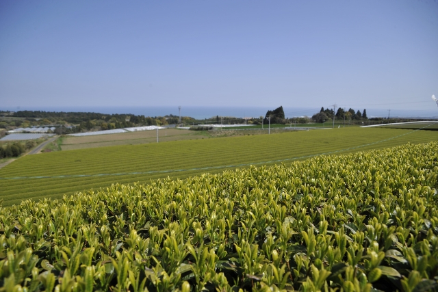 宮崎県新富町の茶畑イメージ