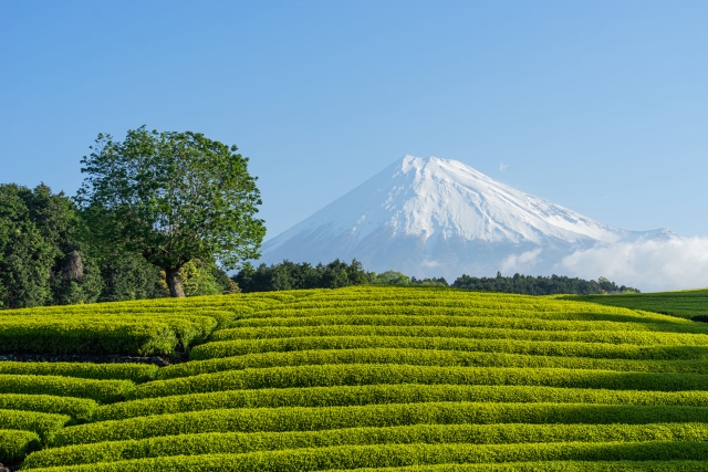 静岡県富士の茶畑イメージ