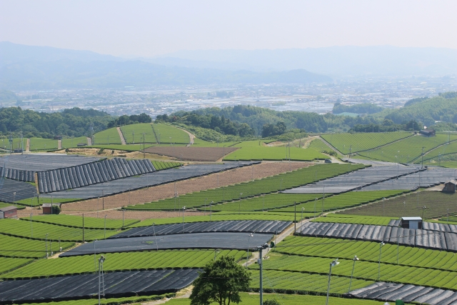 福岡県八女の茶畑イメージ